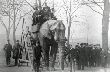 Jumbo an den Reitstufen im ZSL London Zoo, wahrscheinlich März 1882